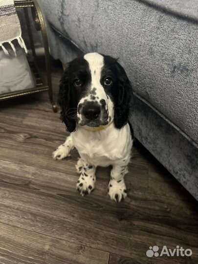 Русский охотничий спаниель щенок