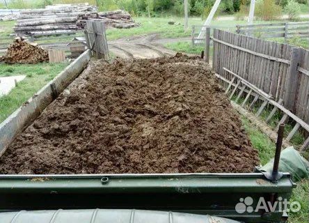 Навоз коровы