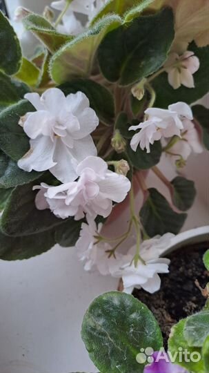 Сортовые фиалки