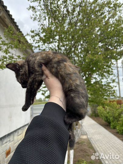 Котенок в ответственные руки