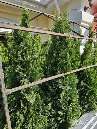 Туи смарагд 1.4-1.5 метровые