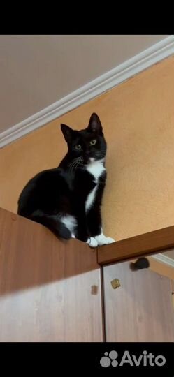 Кошечка Барбара, 9 мес, в дар