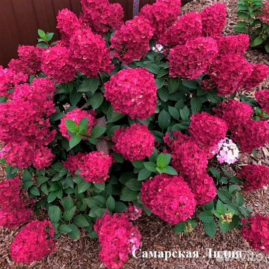 Гортензия в ассортименте