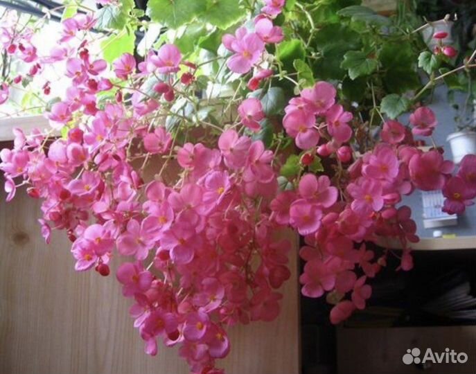 Бегонии,бальзамины