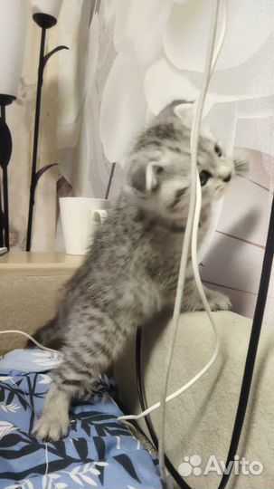 Шотландский вислоухий котик