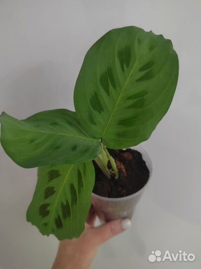 Маранта керховена