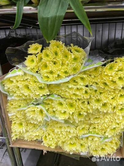 Хризантема кустовая букет цветы доставка маме