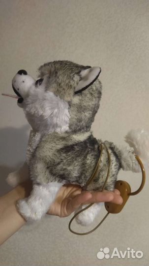 Собака хаски с поводком