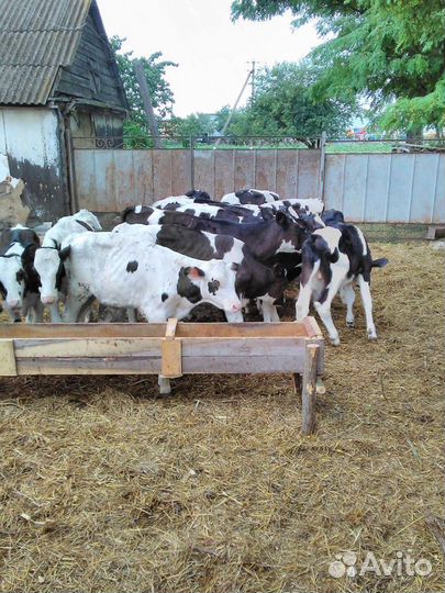 Телята бычки