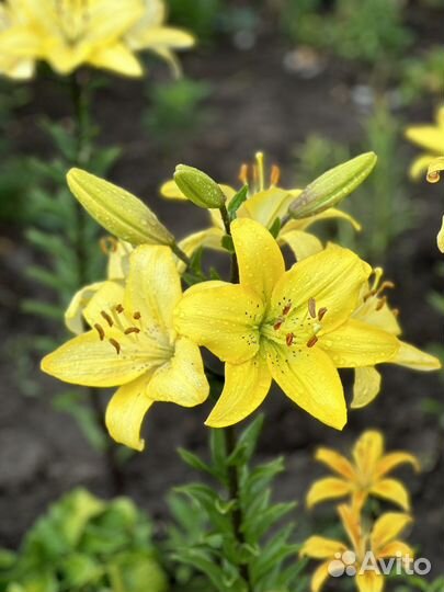 Лилии луковицы