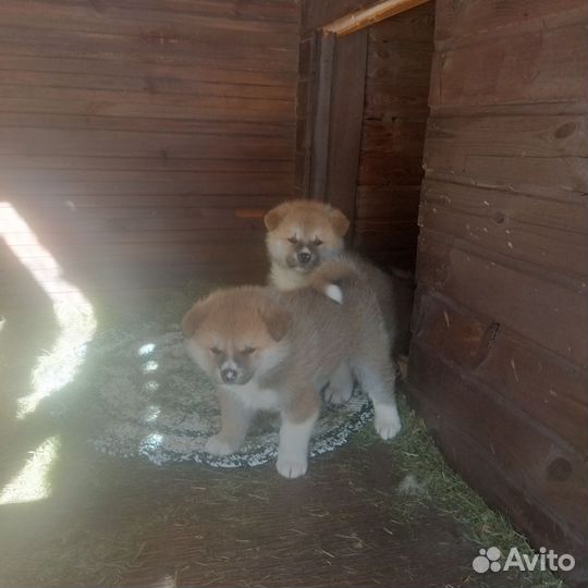 Акита