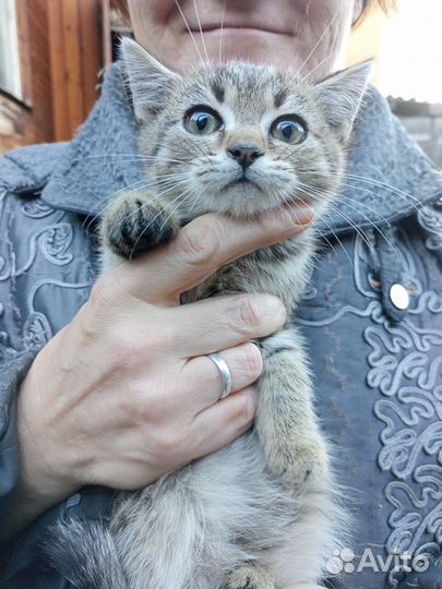 Кошки Котята