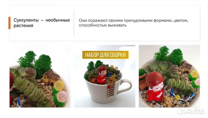 Мастер-класс с живыми растениями Суккулентами