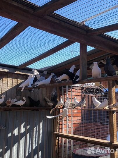 Голуби бакинцы- двухчубые. Агараны и Тасманы