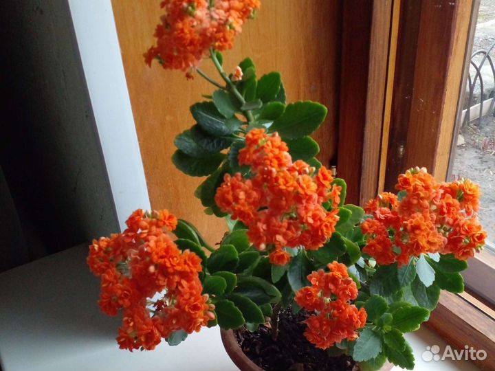 Домашние цветы