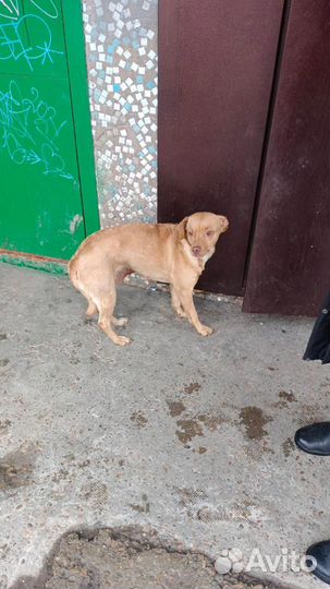 Собака в добрые руки