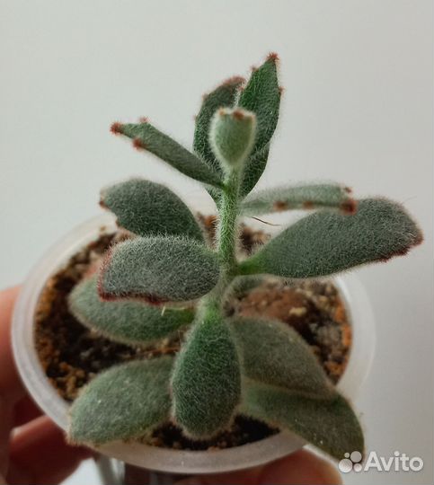 Суккуленты