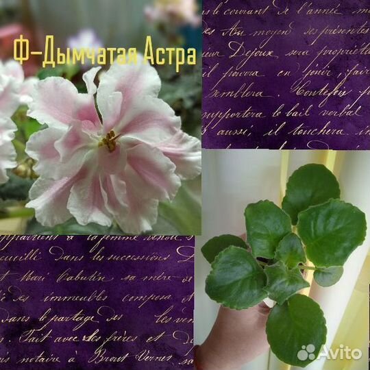 Детки сортовых фиалок