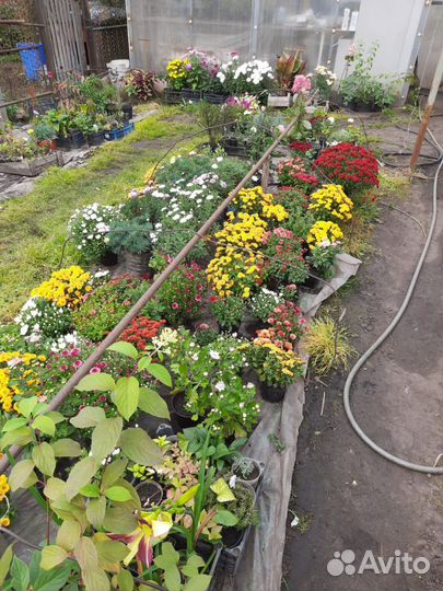 Хризантемы и мультифлоры