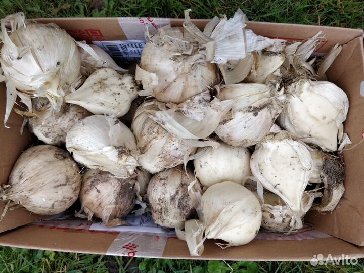 Лук Суворова, многолетний