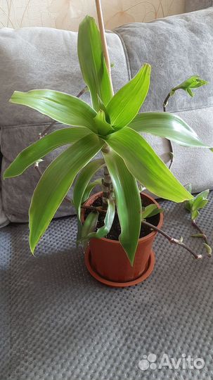 Растение золотой ус