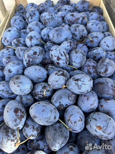 Слива сладкая