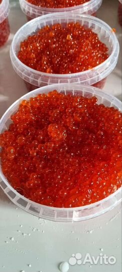Красная икра 2023