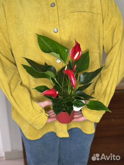 Антуриум ливиум и бандерола