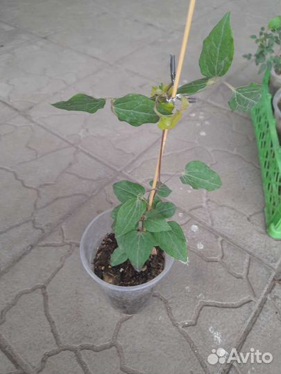 Клематис Инносент Блаш