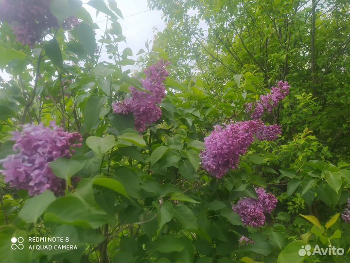 Сирень персидская саженцы