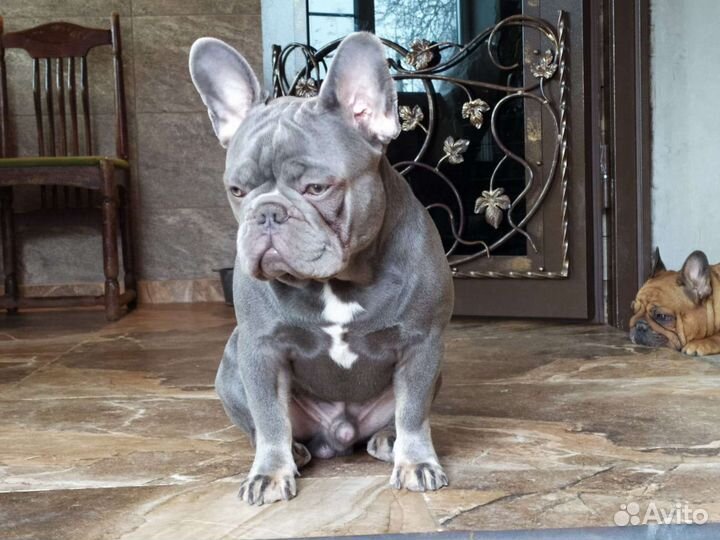 Вязка с лиловым Чемпионом