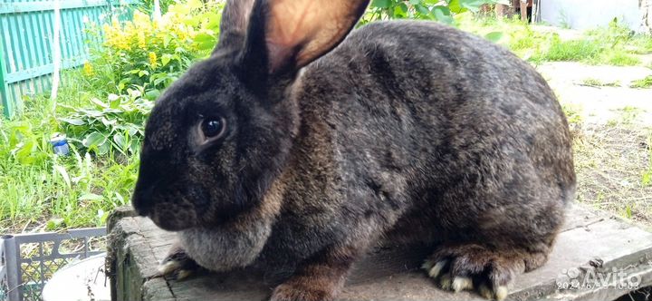 Продам кроликов