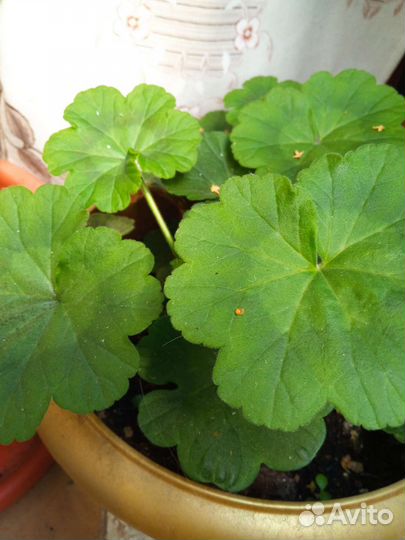 Пеларгония герань