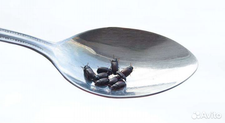 Жук знахарь