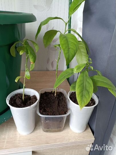 Лимон, мандарин