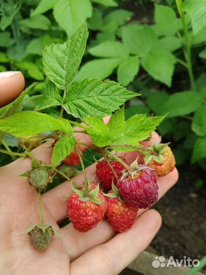 Саженцы ремонтантной малины