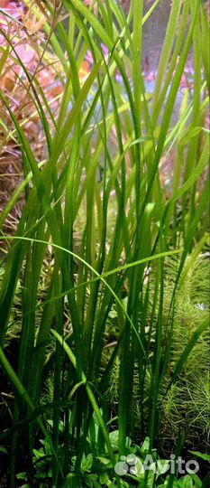 Аквариумные растения