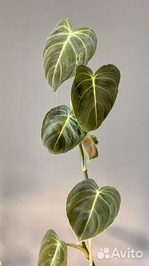 Филодендрон меланохризум