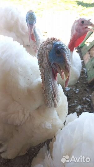 Индюки биг 6