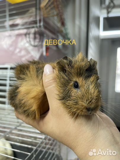 Морские свинки и крысята