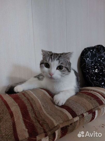 Вислоухая кошка (из приюта)