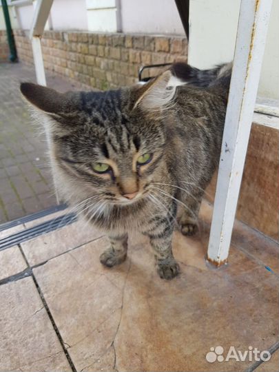 Выброшенная ласковая кошка ищет новый дом