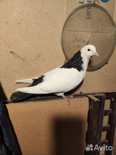 Голуби разные