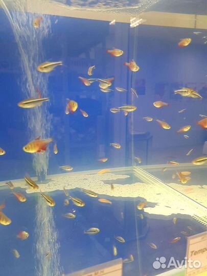 Аквариумные рыбки