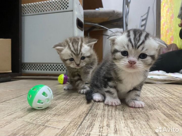 Шотландская