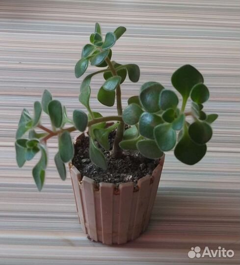 Аихризон дерево любви