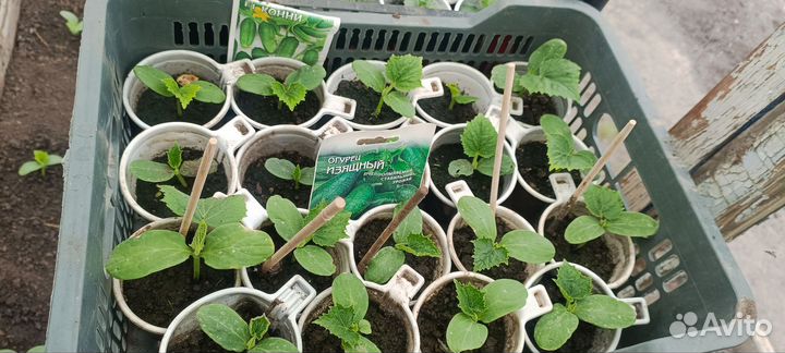 Рассада огурцов и кабачков
