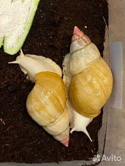 Улитки ахатина