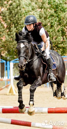 Продаётся жеребец