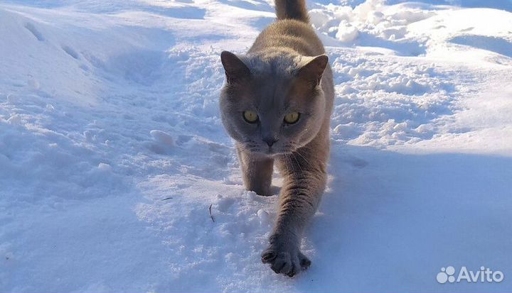 Спасите британца